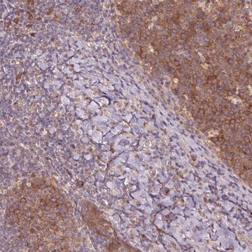 Anti-RRM1 antibody produced in rabbit Prestige Antibodies&#174; Powered by Atlas Antibodies, affinity isolated antibody, buffered aqueous glycerol solution