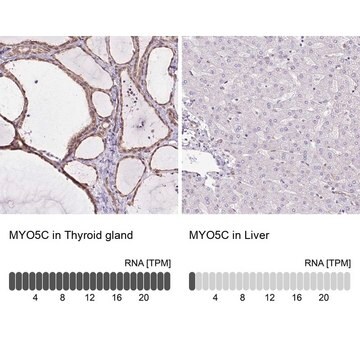 Anti-MYO5C antibody produced in rabbit Prestige Antibodies&#174; Powered by Atlas Antibodies, affinity isolated antibody