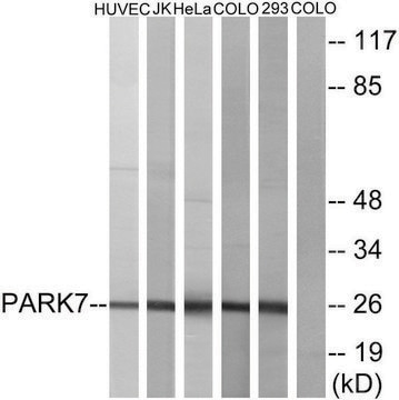 Anti-PARK7 antibody produced in rabbit affinity isolated antibody