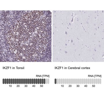 Anti-IKZF1 antibody produced in rabbit Prestige Antibodies&#174; Powered by Atlas Antibodies, affinity isolated antibody, buffered aqueous glycerol solution