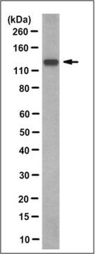 Anti-E3 Ubiquitin Ligase BRE1B Antibody, clone 4H8.1 clone 4H8.1, from mouse