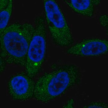 Anti-BMT2 antibody produced in rabbit Prestige Antibodies&#174; Powered by Atlas Antibodies, affinity isolated antibody