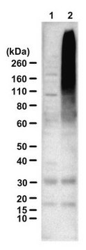 Anti-HD-polyCys-Ct serum, from rabbit