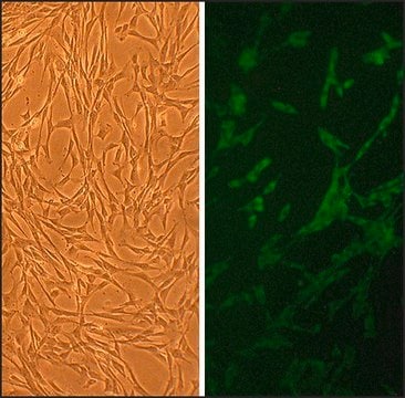 Canine Skeletal Muscle Cells: CnSkMC (Cryovial)