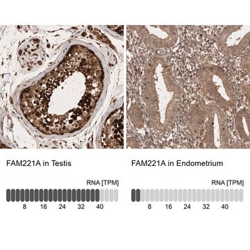 Anti-FAM221A antibody produced in rabbit Prestige Antibodies&#174; Powered by Atlas Antibodies, affinity isolated antibody, buffered aqueous glycerol solution, Ab2