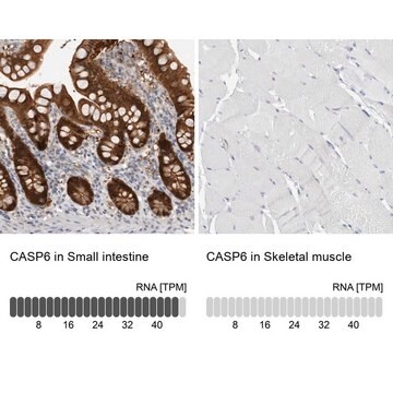 Anti-CASP6 antibody produced in rabbit Prestige Antibodies&#174; Powered by Atlas Antibodies, affinity isolated antibody, buffered aqueous glycerol solution