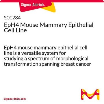 Lignée de cellules épithéliales mammaires de souris EpH4 EpH4 mouse mammary epithelial cell line is a versatile system for studying a spectrum of morphological transformation spanning breast cancer metastasis, EMT, and hormonal regulation.