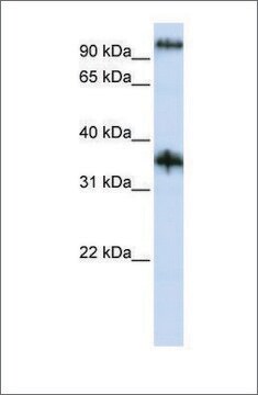 Anti-C9ORF4 antibody produced in rabbit affinity isolated antibody