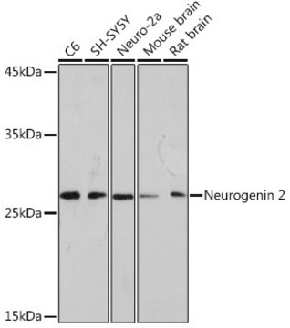 Anti-Neurogenin 2 Antibody, clone 8F2Q8, Rabbit Monoclonal