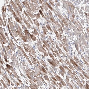 Anti-ADRA1A antibody produced in rabbit Prestige Antibodies&#174; Powered by Atlas Antibodies, affinity isolated antibody, buffered aqueous glycerol solution