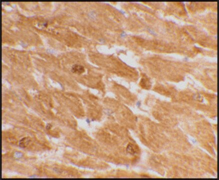 Anti-Caspase-12 (large) antibody produced in rabbit affinity isolated antibody, buffered aqueous solution