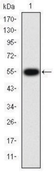 Monoclonal Anti-MMP9 antibody produced in mouse clone 5G3, ascites fluid