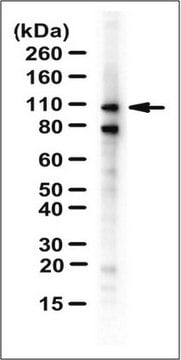 Przeciwciało anty-DRBP76/ILF3 serum, from rabbit