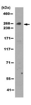 Anti-IP3R3 Antibody, clone 6G12.1 clone 6G12.1, from mouse