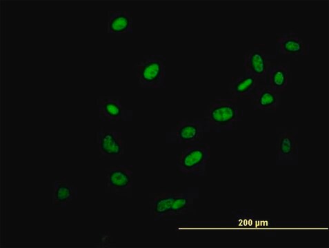 Anti-SAFB2 antibody produced in mouse IgG fraction of antiserum, buffered aqueous solution