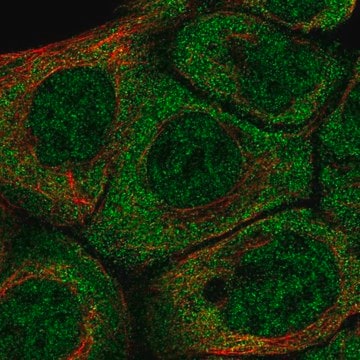 Anti-BARX2 antibody produced in rabbit Prestige Antibodies&#174; Powered by Atlas Antibodies, affinity isolated antibody