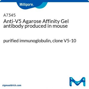 Anti-V5 Agarose-Affinitätsgel in Maus hergestellte Antikörper purified immunoglobulin, clone V5-10