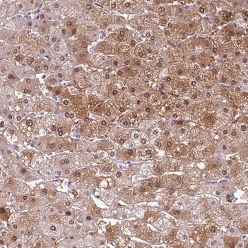 Anti-SRGAP1 antibody produced in rabbit Prestige Antibodies&#174; Powered by Atlas Antibodies, affinity isolated antibody, buffered aqueous glycerol solution