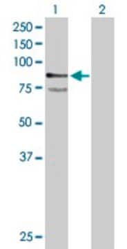 Anti-PTPRR antibody produced in mouse purified immunoglobulin, buffered aqueous solution