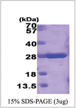 GSTM1 from mouse recombinant, expressed in E. coli, &#8805;95% (SDS-PAGE)