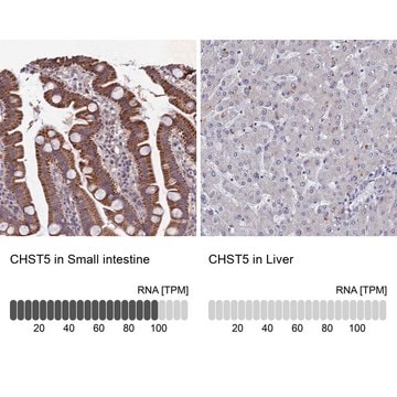 Anti-CHST5 antibody produced in rabbit Prestige Antibodies&#174; Powered by Atlas Antibodies, affinity isolated antibody, buffered aqueous glycerol solution