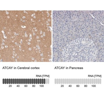 Anti-ATCAY antibody produced in rabbit Prestige Antibodies&#174; Powered by Atlas Antibodies, affinity isolated antibody, buffered aqueous glycerol solution