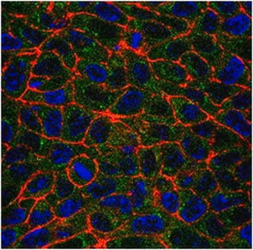 Anti-GAPDH Antibody, clone 6C5, Alexa Fluor&#8482; 488 conjugate clone 6C5, from mouse, ALEXA FLUOR&#8482; 488