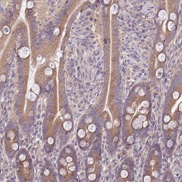 Anti-CEACAM18 antibody produced in rabbit affinity isolated antibody, buffered aqueous glycerol solution