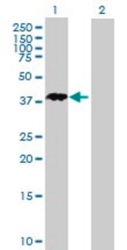 Anti-NANOGP8 antibody produced in mouse purified immunoglobulin, buffered aqueous solution