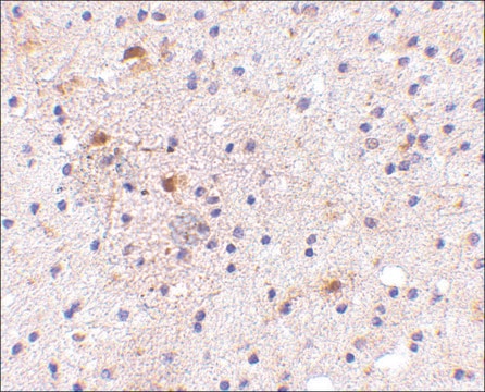 Anti-CAPS1 (ab1) antibody produced in rabbit affinity isolated antibody, buffered aqueous solution