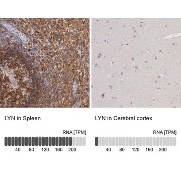 抗LYN抗体 ウサギ宿主抗体 Prestige Antibodies&#174; Powered by Atlas Antibodies, affinity isolated antibody, buffered aqueous glycerol solution