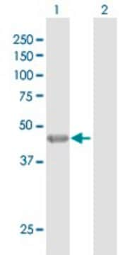 Anti-KRT35 antibody produced in rabbit purified immunoglobulin, buffered aqueous solution