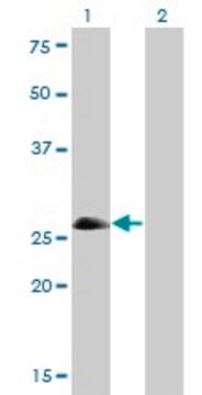 Monoclonal Anti-ASCL1 antibody produced in mouse clone 7E11, purified immunoglobulin, buffered aqueous solution