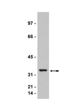 Anti-cdk2 Antibody Upstate&#174;, from rabbit