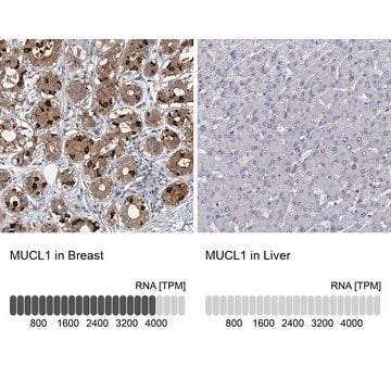 Anti-MUCL1 antibody produced in rabbit Prestige Antibodies&#174; Powered by Atlas Antibodies, affinity isolated antibody, buffered aqueous glycerol solution