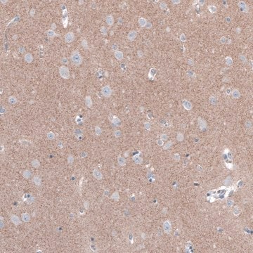 Anti-FCHSD2 antibody produced in rabbit Prestige Antibodies&#174; Powered by Atlas Antibodies, affinity isolated antibody, buffered aqueous glycerol solution