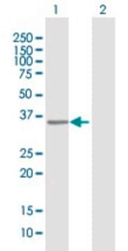 Anti-RFXAP antibody produced in mouse purified immunoglobulin, buffered aqueous solution