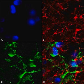 Monoclonal Anti-Alpha 2C Adrenergic Receptor - Rpe antibody produced in mouse clone S330A-80, purified immunoglobulin