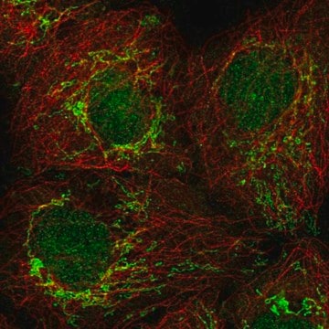 Anti-PSMG4 antibody produced in rabbit Prestige Antibodies&#174; Powered by Atlas Antibodies, affinity isolated antibody