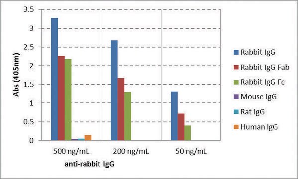 Anti-Rabbit IgG-Biotin antibody, Goat monoclonal recombinant, expressed in HEK 293 cells, clone RMG03, purified immunoglobulin