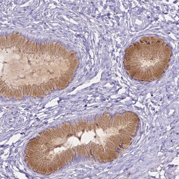 Anti-HSPA12A antibody produced in rabbit Prestige Antibodies&#174; Powered by Atlas Antibodies, affinity isolated antibody, buffered aqueous glycerol solution