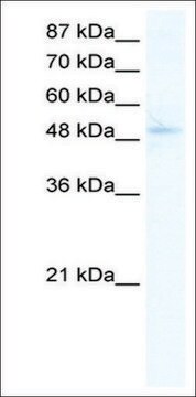 Anti-SIRT7 antibody produced in rabbit affinity isolated antibody