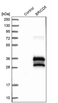 Anti-BRICD5 antibody produced in rabbit Prestige Antibodies&#174; Powered by Atlas Antibodies, affinity isolated antibody, buffered aqueous glycerol solution