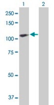 Anti-CENTB2 antibody produced in rabbit purified immunoglobulin, buffered aqueous solution