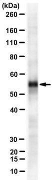 Anti-C9orf72 peptide 4 Antibody, clone 12E7