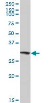 Anti-HMOX1 antibody produced in rabbit purified immunoglobulin, buffered aqueous solution