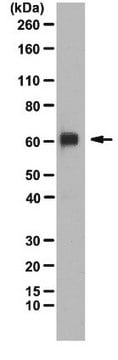 Anti-PRDM14 Antibody from rabbit, purified by affinity chromatography