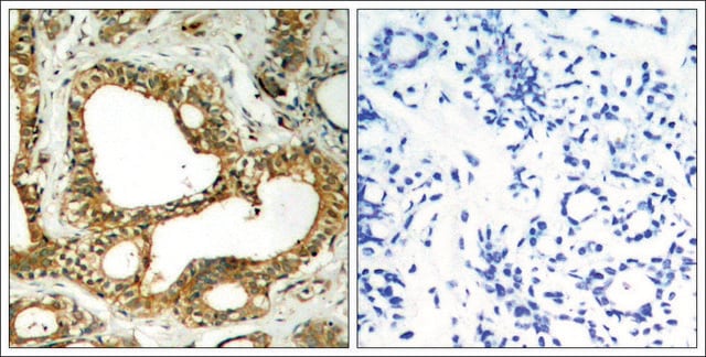 Anti-PTPN6 (Ab-536) antibody produced in rabbit affinity isolated antibody