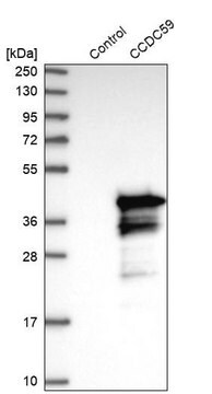 Anti-CCDC59 antibody produced in rabbit Prestige Antibodies&#174; Powered by Atlas Antibodies, affinity isolated antibody, buffered aqueous glycerol solution