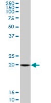 Monoclonal Anti-SAR1A antibody produced in mouse clone 3G5, purified immunoglobulin, buffered aqueous solution